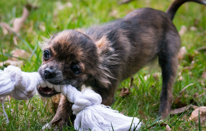 The Best Toys to Keep Your Pet Happy and Healthy